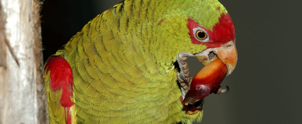 Em 14 de abril será inaugurada a Reserva Particular do Patrimônio Natural (RPPN) federal Papagaios-de-altitude, em Urupema (SC). Mais do que uma conquista válida para o meio ambiente, a área marca 25 anos de parceria entre pesquisadores e instituições de apoio à conservação da natureza. A Associação Amigos do Meio Ambiente (AMA) e a Fundação Grupo Boticário de Proteção à Natureza, desde 1993, atuam na conservação do papagaio-charão (Amazona pretrei) e do papagaio-do-peito-roxo (Amazona vinacea) por meio de iniciativas realizadas no Rio Grande do Sul, Santa Catarina, Paraná e, mais recentemente, no Sudeste do País.