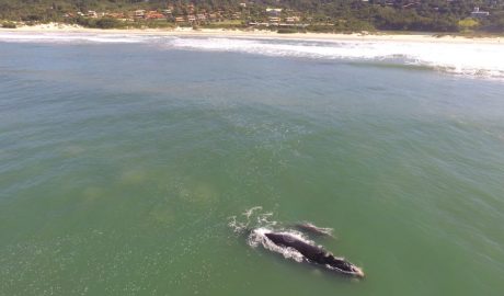 Baleias na Praia do Rosa - Turismo on line