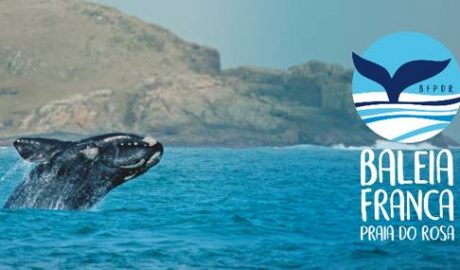 As baleias francas estão na região da Praia do Rosa, em Santa Catarina, para procriar e encantar. Até meados de outubro, o Instituto Baleia Franca (IBF) estima que aumente em 12% o número de baleias francas no litoral catarinense. No ano passado, mais de 250 baleias foram vistas na região. Além dos vários passeios e avistamento terrestre, a temporada 2019 tem uma novidade que agradará os turistas: a liberação dos barcos certificados para fazer avistamento das baleias.