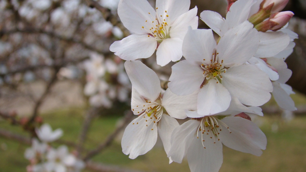 A primavera está chegando e com ela o espetáculo da florada das cerejeiras