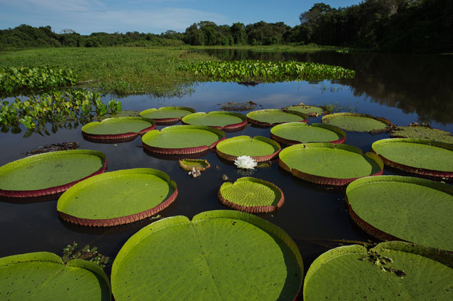 Localizado no bioma mais bem preservado do País, Alto Pantanal foi criado para pensar em oportunidades de negócios e melhorias para a cadeia do turismo regional