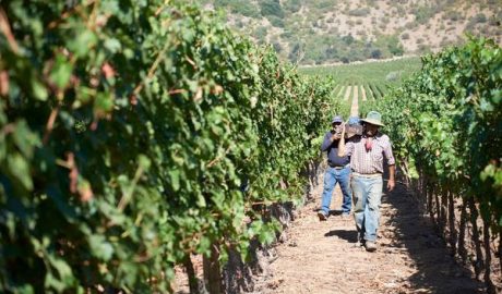 Chile, um país que vem fazendo história pela qualidade de seus vinhos