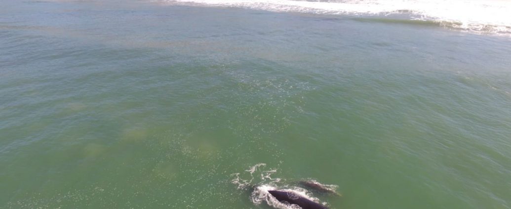 Baleias na Praia do Rosa - Turismo on line