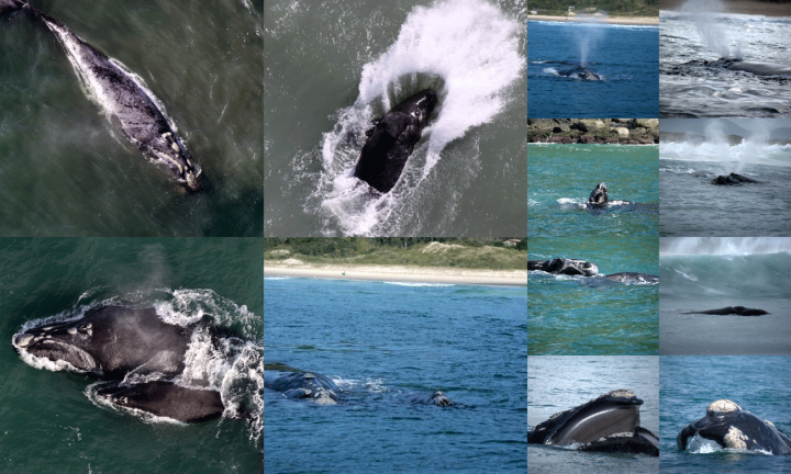 Santa Catarina mantém o turismo de avistamento de baleias fechado
