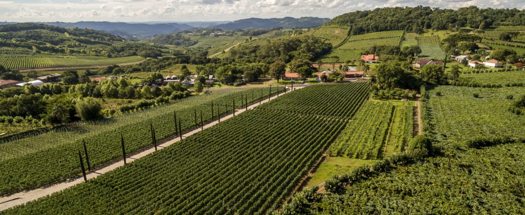 Enoturismo na Serra Gaúcha está entre as atrações da Wine South America