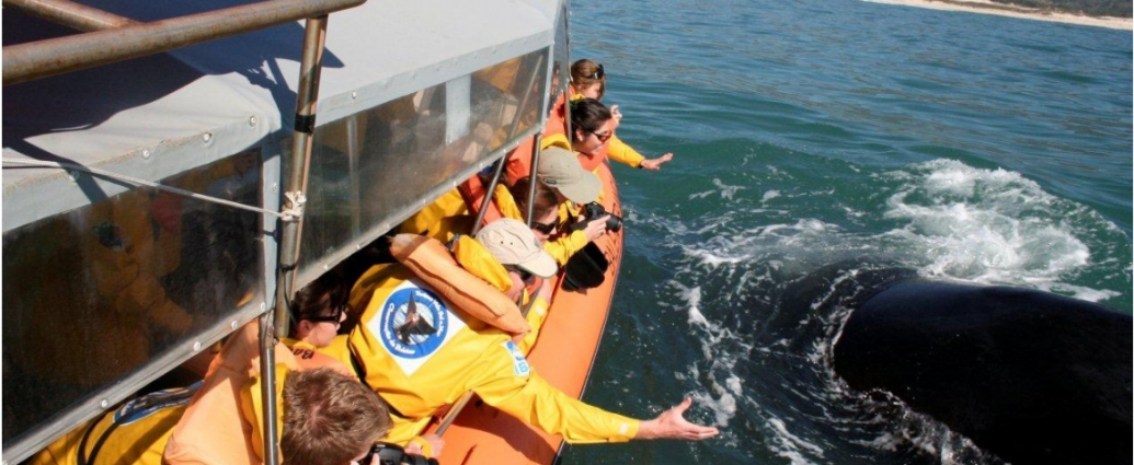 Santa Catarina mantém o turismo de avistamento de baleias fechado