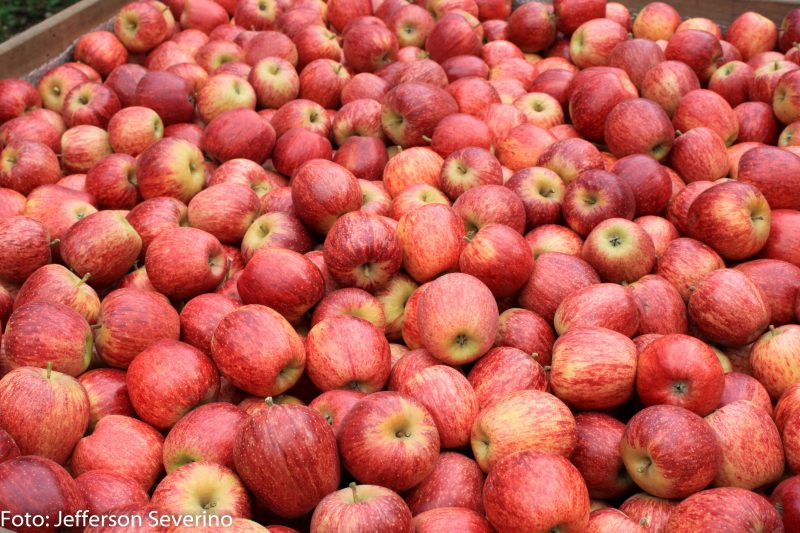 Aberta a maior e melhor temporada da colheita da maçã em Fraiburgo SC