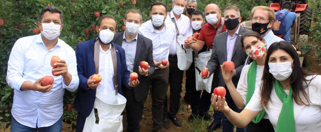Aberta a maior e melhor temporada colheita da maçã em Fraiburgo SC
