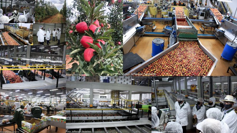 Aberta a maior e melhor temporada da colheita da maçã em Fraiburgo SC