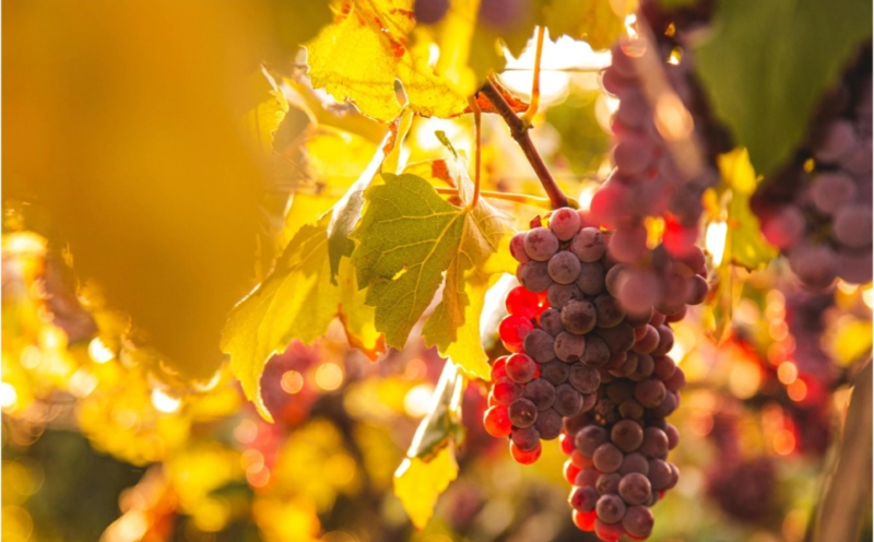 UVA Turismo de experiências conecta mercados internacionais com experiências locais